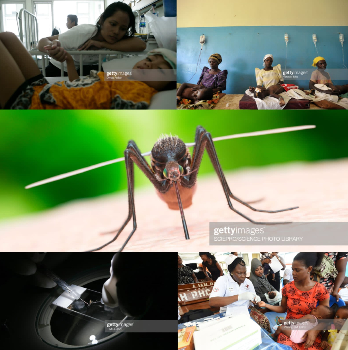 La malaria (di A. Dettori, S. Cherchi, S. Dessì)